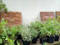 Curley Leaf Parsley pot (x1)