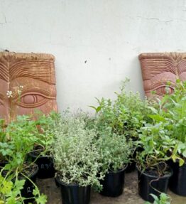 Curley Leaf Parsley pot (x1)