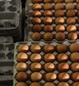 Incredible Free Range Eggs (Dozen)