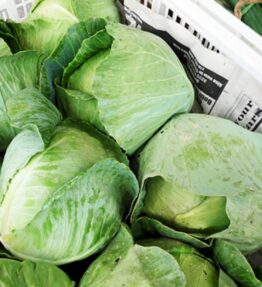 Green Cabbage (x1)