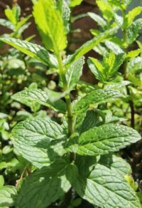 Mint Pot (x1)