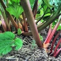 Rhubarb (350g)