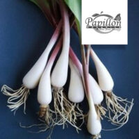Spring Onion (90g)