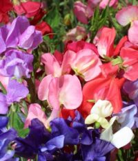 Sweet Peas (6 pack)