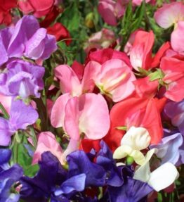 Sweet Peas (6 pack)