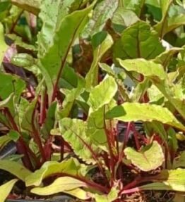 Beetroot (6 pack)