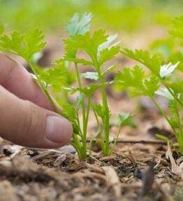 Coriander (6 pack)