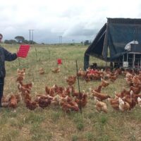 Incredible free range mixed eggs from Lombardini Game Farm (12 eggs)