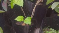 Mulberry bush by Contessa