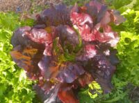 Red Lettuce by Contessa