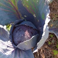 Cabbage (baby one) by Contessa
