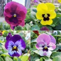 Pansies Clear mix (6 pack)