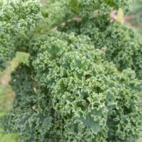 Kale pack by Contessa (100g)