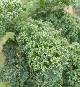 Kale pack by Contessa (100g)