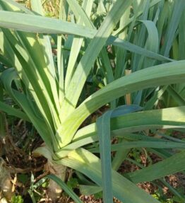 Leeks by Contessa