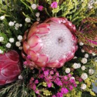 Proteas African Sky