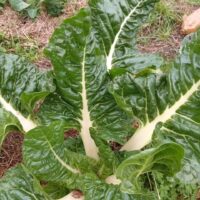 Spinach bunches by Contessa