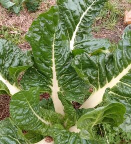 Spinach bunches by Contessa