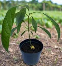 Avo tree by Contessa