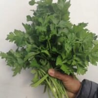Celery by Contessa (bunch)