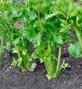 Celery (6 x pack)