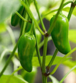 Chilli jalapeno (6 pack)