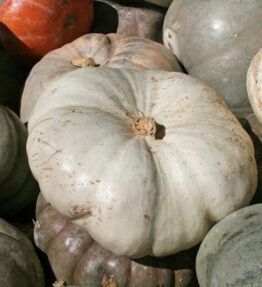 Pumpkin