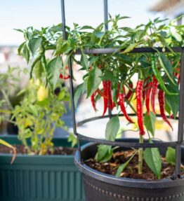 Chilli Cayenne (6 pack)