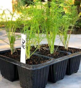 Dill (6 x pack)