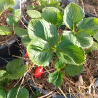 Strawberry plant by Contessa