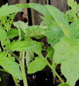 Annies Tomato cherry (6 pack)