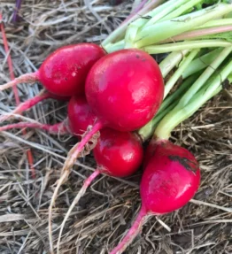 Organic bunch of radish (NiSe)