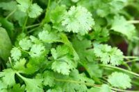 Organic bunch of Coriander(25g) (NiSe)