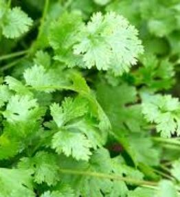 Organic bunch of Coriander(25g) (NiSe)