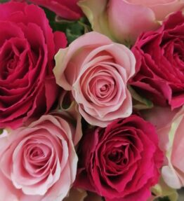 Roses mixed colours