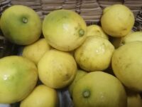 Lemon organic (1)