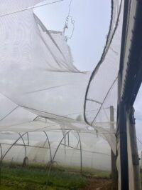 Amazing Papillon Farm Support - Storm and flood recovery fund