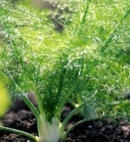 Fennel (6 x pack)