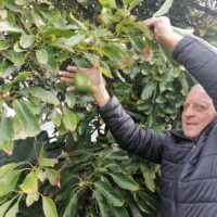 Avos from Johans farm organic (1)
