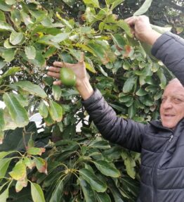 Avos from Johans farm organic (1)