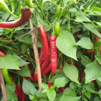 Chillies (25g) (NiSe)