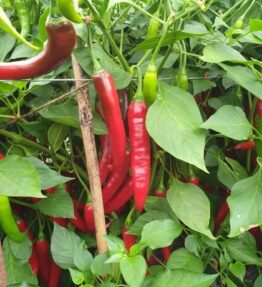 Chillies (25g) (NiSe)