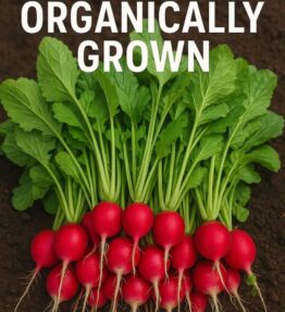 Radishes from Tsikammatsi Organic Farm (1 bunch)