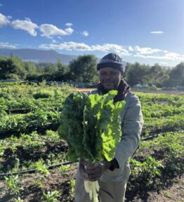 Spinach from Tsikammatsi Organic Farm (1 bunch)