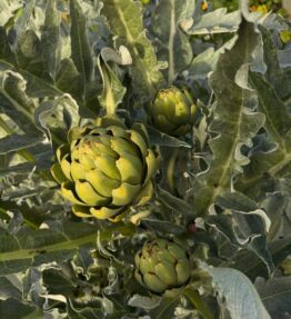 Waterblommetjies (250g)