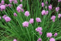 Chives by Contessa (25g)