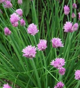 Chives by Contessa (25g)