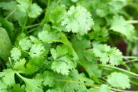 Latin Lovers Closeup of Coriander green leaves leaf annual herb cilantro 11/07/14 11/07/2014 110714 11072014 11 11th July 2014 Summer Alex Mitchell Homegrown herbs for cocktails photographer Sarah Cuttle herbs grown in pots containers non alcoholic drinks