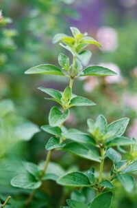 Oregano by Contessa (25g)