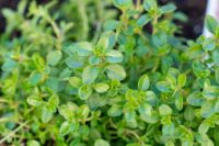 Thyme by Contessa (25g)